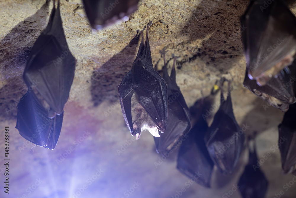 Close up group of small sleeping horseshoe bat covered by wings, hanging upside down on top of cold arched brick cellar while hibernating. Creativ wildlife phot with illuminated blurry background.