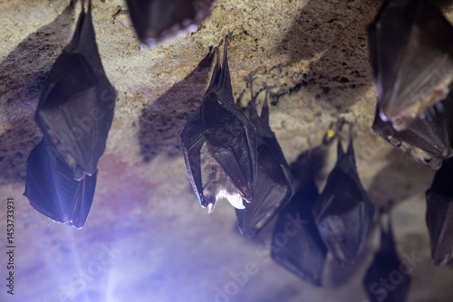 Obraz na płótnie Close up group of small sleeping horseshoe bat covered by wings, hanging upside down on top of cold arched brick cellar while hibernating. Creativ wildlife phot with illuminated blurry background. w salonie