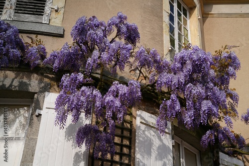 Ombre et lumière glycine