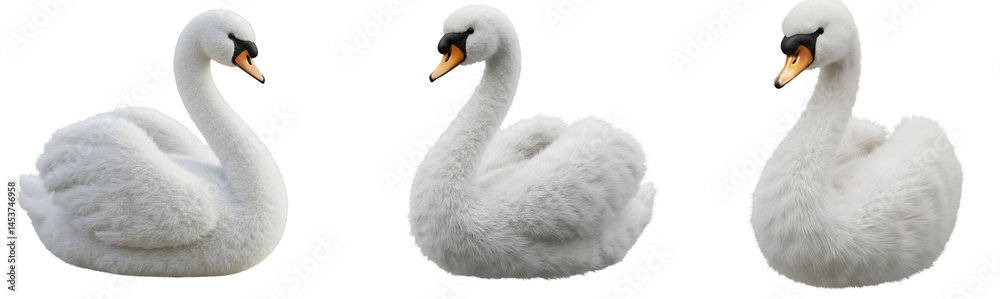 Fototapeta premium 3D Three elegant swans with graceful necks and pristine plumage against a neutral backdrop in a row view on transparent background