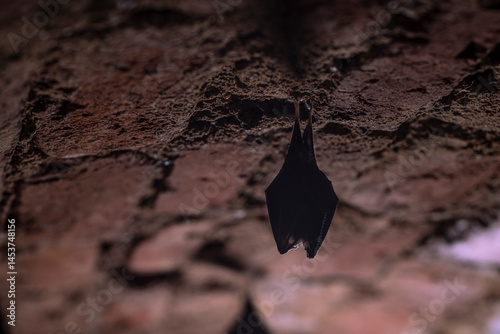 Obraz na płótnie Close up take of small sleeping lesser horseshoe bat (Rhinolophus hipposideros) covered by wings, hanging upside down on top of cold arched brick cellar that hibernate. Creative wildlife w salonie