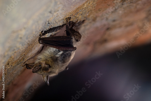 Closeup picture of Greater mouse-eared bat (Myotis myotis) getting up just after hibernation in which they sleep hangin upside down from the ceiling of cave, stole or other underground.