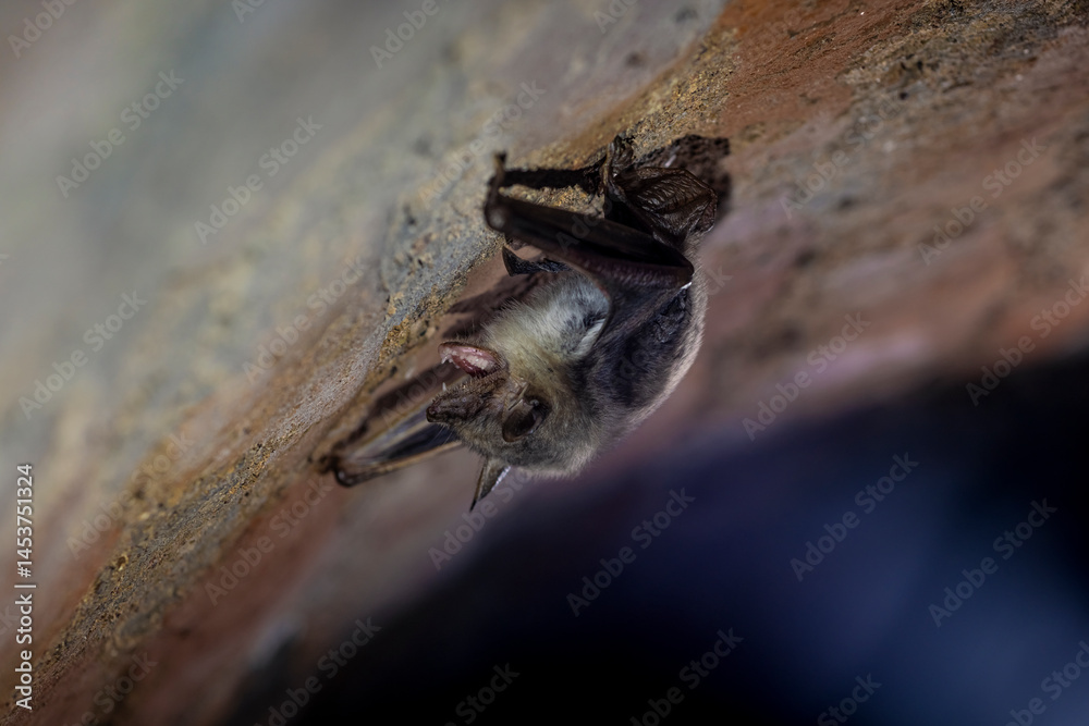 Closeup picture of Greater mouse-eared bat (Myotis myotis) getting up just after hibernation in which they sleep hangin upside down from the ceiling of cave, stole or other underground.