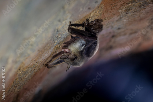 Obraz na płótnie Closeup picture of Greater mouse-eared bat (Myotis myotis) getting up just after hibernation in which they sleep hangin upside down from the ceiling of cave, stole or other underground. w salonie