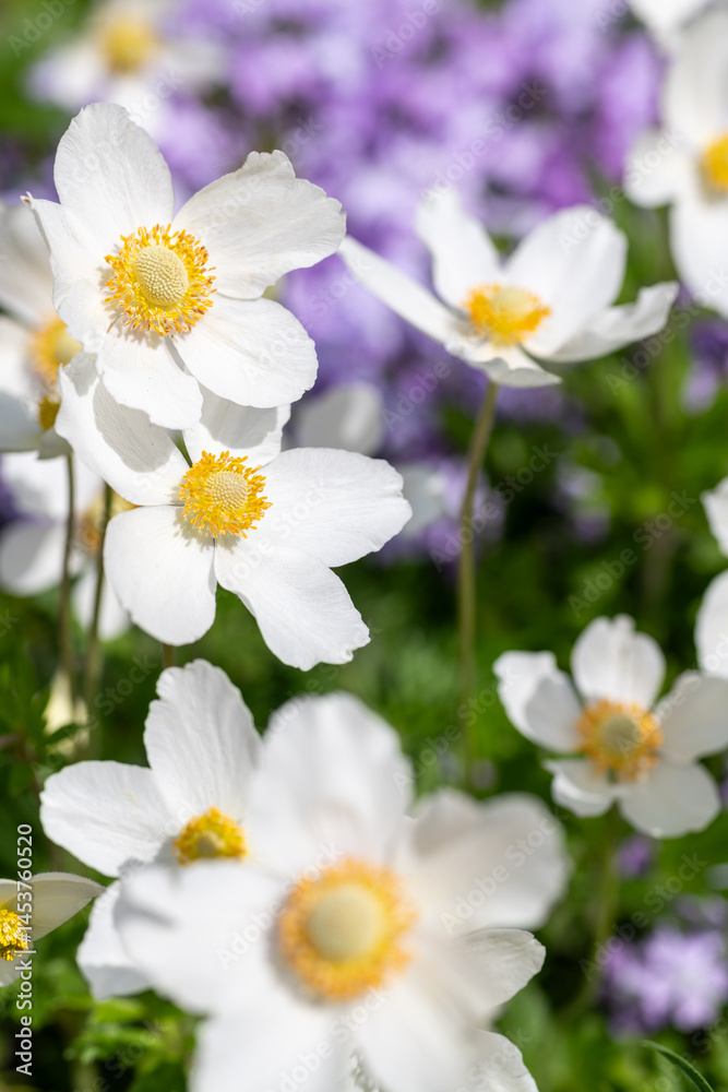 Anemone sylvestris. Beautiful soft white anemone spring flowers in a rockery garden bed. Anemone sylvestris. Beautiful soft white anemone spring flowers in a rockery garden bed.