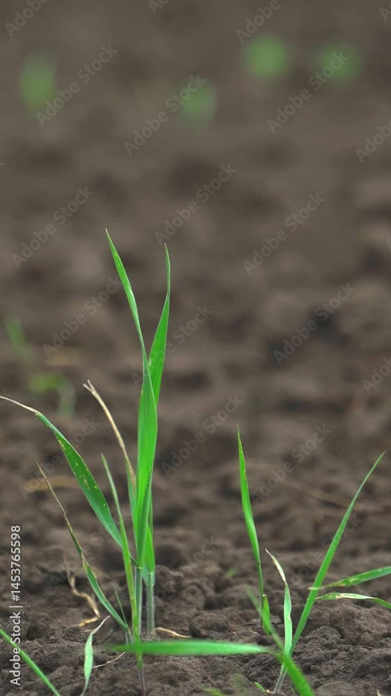 Young green grass growing in the field. Close-up. Nature. Slow motion. Vertical video. Young green grass growing in the field. Close-up. Nature. Slow motion. Vertical video.