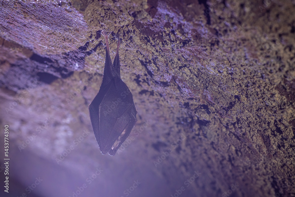 Close up take of small sleeping lesser horseshoe bat (Rhinolophus hipposideros) covered by wings, hanging upside down on top of cold arched brick cellar that hibernate. Creative wildlife