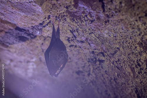 Obraz na płótnie Close up take of small sleeping lesser horseshoe bat (Rhinolophus hipposideros) covered by wings, hanging upside down on top of cold arched brick cellar that hibernate. Creative wildlife w salonie