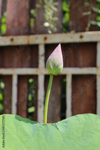 The pink lotus is considered a symbol of purity, love, and spiritual awakening in many cultures, particularly in Buddhism.