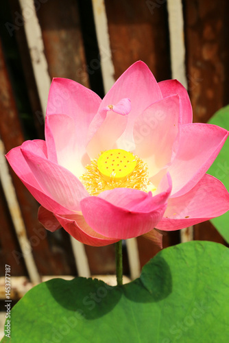The pink lotus is considered a symbol of purity, love, and spiritual awakening in many cultures, particularly in Buddhism.