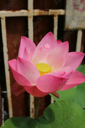 The pink lotus is considered a symbol of purity, love, and spiritual awakening in many cultures, particularly in Buddhism.