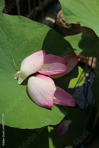 The pink lotus is considered a symbol of purity, love, and spiritual awakening in many cultures, particularly in Buddhism.