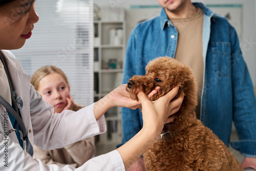 Young Asian palpating dogs head and talking to its owners during check-up in her office