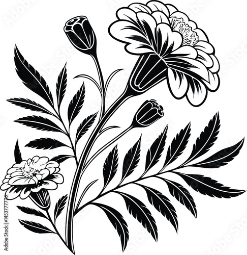 Marigold flower isolated on white background. Blossom meadow flowers ink stile.