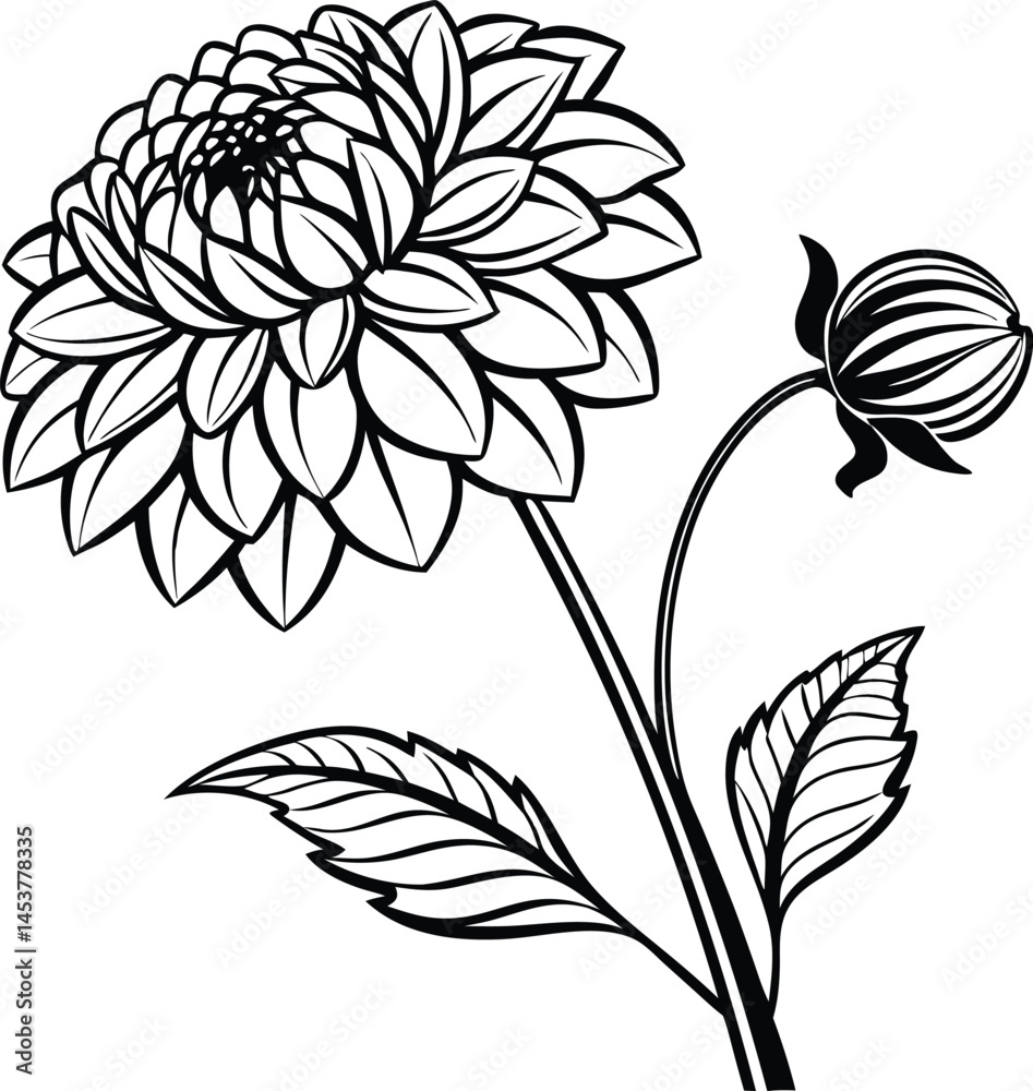 Dahlia or Dalia flower and leaf in black isolated on white background. Dahlia or Dalia flower and leaf in black isolated on white background.