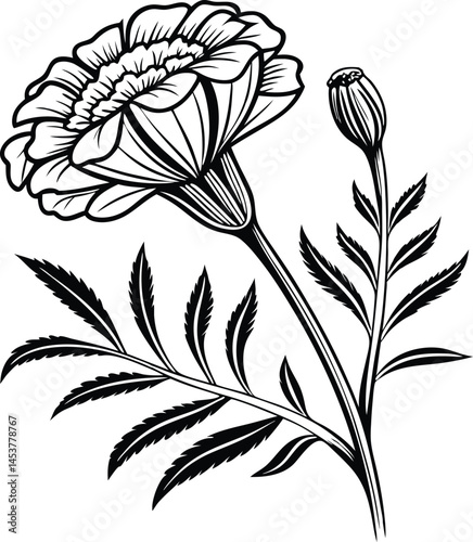 Marigold flower isolated on white background. Blossom meadow flowers ink stile.