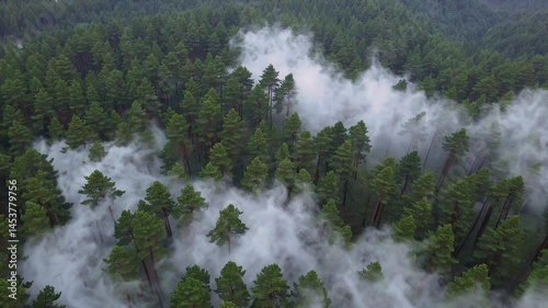 Aerial forest footage capturing tall trees soft mist rainy ather presenting moody mountain atmosphere perfect nature environment