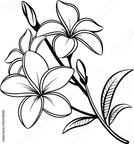 Plumeria flower.Pink yellow and white frangipani tropical flora, plumeria blossom blooming on tree.