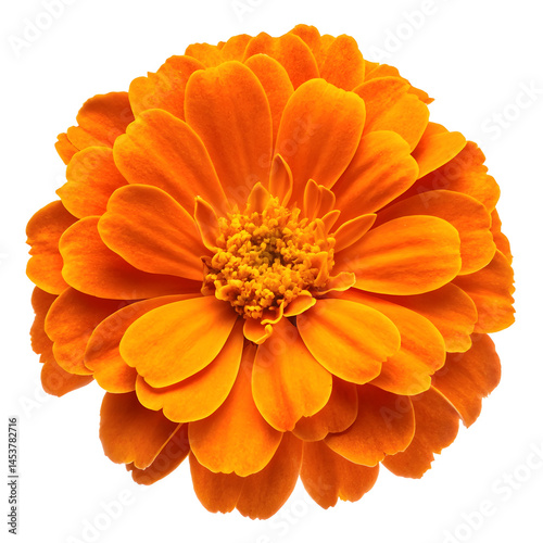 beautiful orange marigold flower isolated on white background 