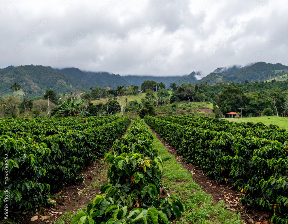 A Dominican coffee farm with rows of coffee plants stretching into misty mountains.