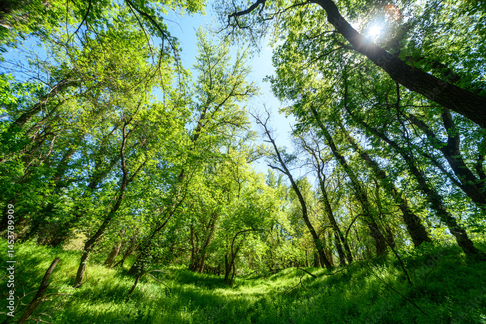 Fototapeta premium Beautiful spring landscapes in green forest with bright sunlight shining through leaves of trees onto grass.