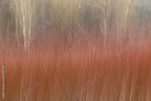 ABSTRACCIÓN DE UNA PLANTACION DE MIMBRE (Salix Viminalis)