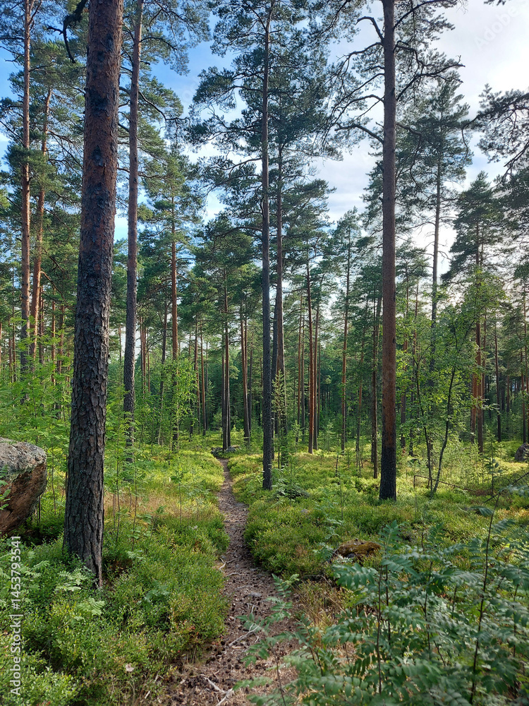 Obraz premium pine forest in the morning