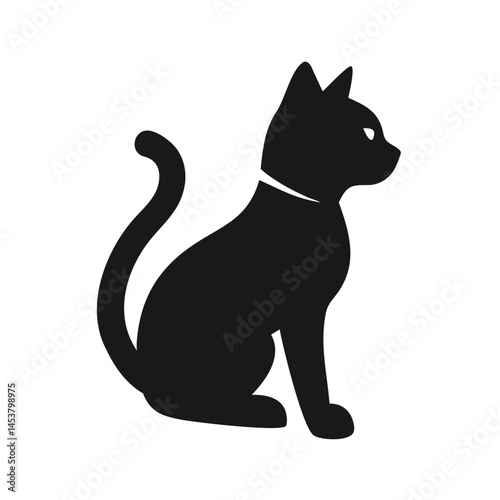 black and white cat