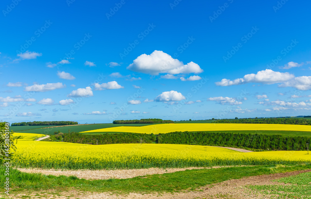 Obraz premium Yorkshire Wolds in Springtime with colourful, agricultural fields of rapeseed oil, wheat, blue sky and fluffy white clouds. Nunburnholme, East Yorkshire, UK. Horizontal. Copy space