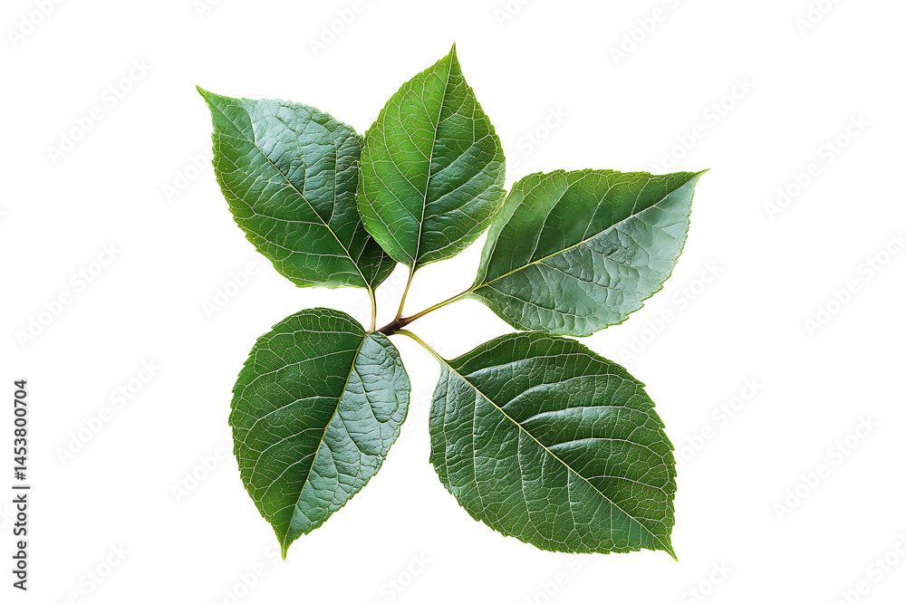 Fototapeta premium Fresh green leaves isolated on transparent background