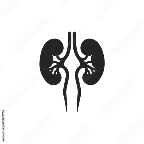 Silhouette of human kidneys illustration