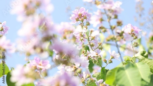 Queens Flower or Inthanin flower in Thailand, Queens crape myrtle, Pride of India,Lagerstroemia speciosa, cheerful blooming in the wind in natural park.
