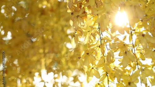 Golden shower tree cheerful blooming against sunlight in the wind in natural park. Cassia fistula. 