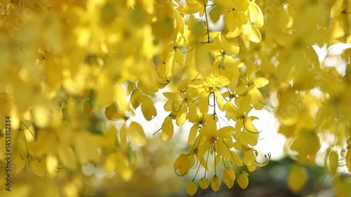 Golden shower tree cheerful blooming against sunlight in the wind in natural park. Cassia fistula. 