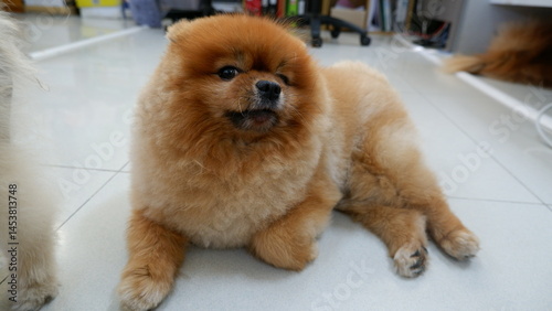 Vászonkép A brown, fat Pomeranian dog is sitting and taking pictures as a model, staring a