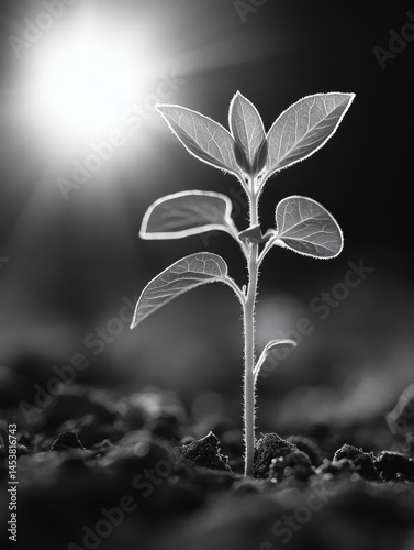 Obraz na płótnie A small plant is growing in the dirt. The sun is shining on it, making it look like it's glowing w salonie