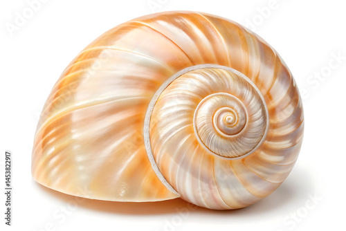 Beautiful Spiral Seashell isolated on white background Nature's Intricate Design illustration on white