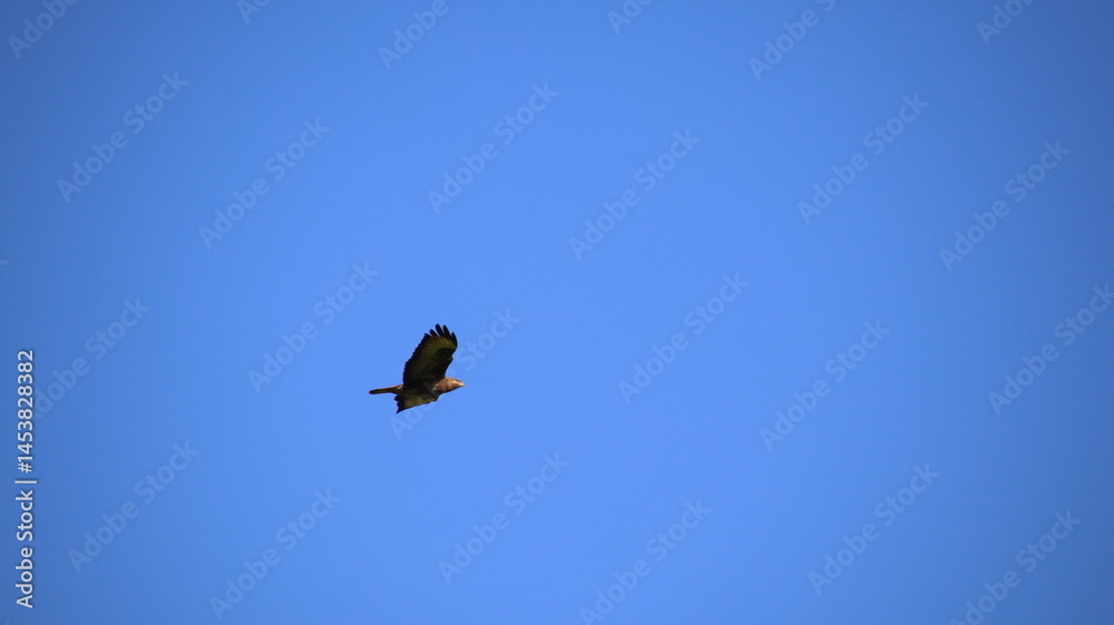 birds in flight birds in flight