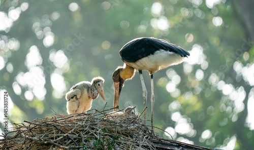 marabou stork family at nest