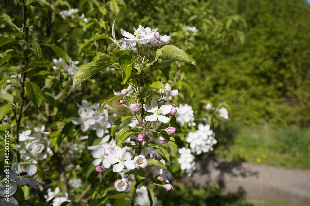 The tea apple (Malus hupehensis) is a species of apple in the genus Malus in the rose family Rosaceae. Schorfheide, Brandenburg, Germany. The tea apple (Malus hupehensis) is a species of apple in the genus Malus in the rose family Rosaceae. Schorfheide, Brandenburg, Germany.