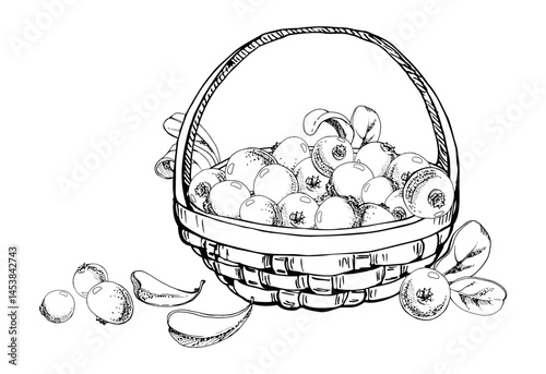 Cranberry lingonberry with leaves in weaved basket, vector hand drawn in ink, scattered ripe picked forest berry harvest. Isolated illustration for restaurant, cafe menu, recipe book, farmers market