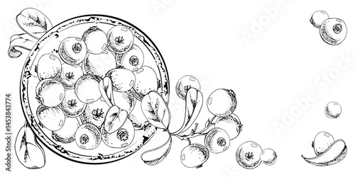 Cranberry lingonberry on ceramic plate, green leaves, vector hand drawn in ink, scattered ripe red forest berry. Isolated illustration for restaurant, dessert cafe menu, farmers market, home preserves