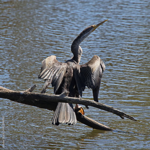 Australian darter on Heirisson Island in Perth, Western Australia, Australia
