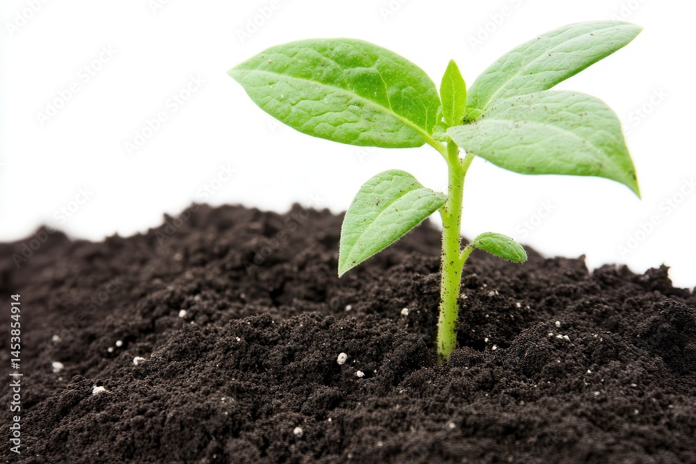 Green sprout emerging from dark soil, symbolizing growth and renewal in a bright setting Green sprout emerging from dark soil, symbolizing growth and renewal in a bright setting