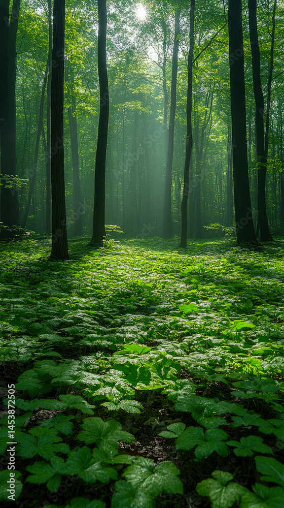 Fototapeta premium Sunbeam Splendor: Dawn Illuminates a Forest Floor with Lush Foliage