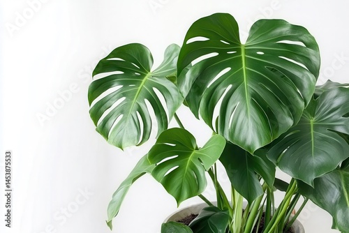 Lush green monstera plant leaves thriving in a bright indoor setting with minimal decor