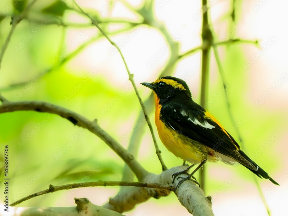 Fototapeta premium 森の中で周りを見渡しているキビタキ