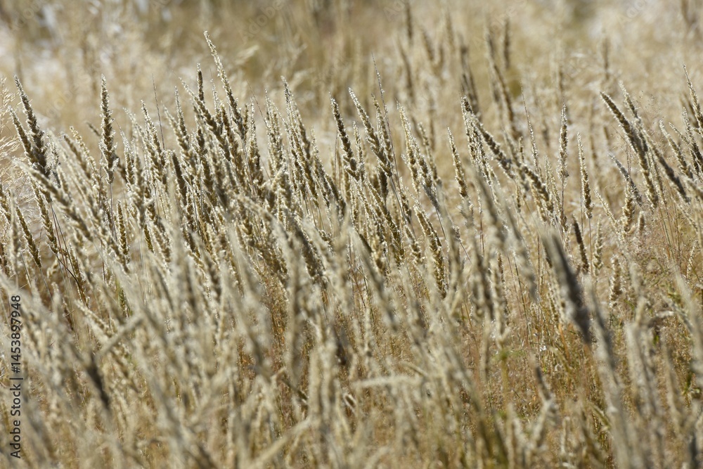 Fototapeta premium trockenes Gras nach der Regenzeit in Namibia