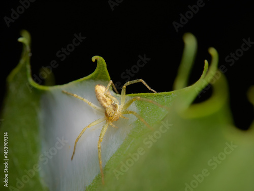 Pisaurina mira
