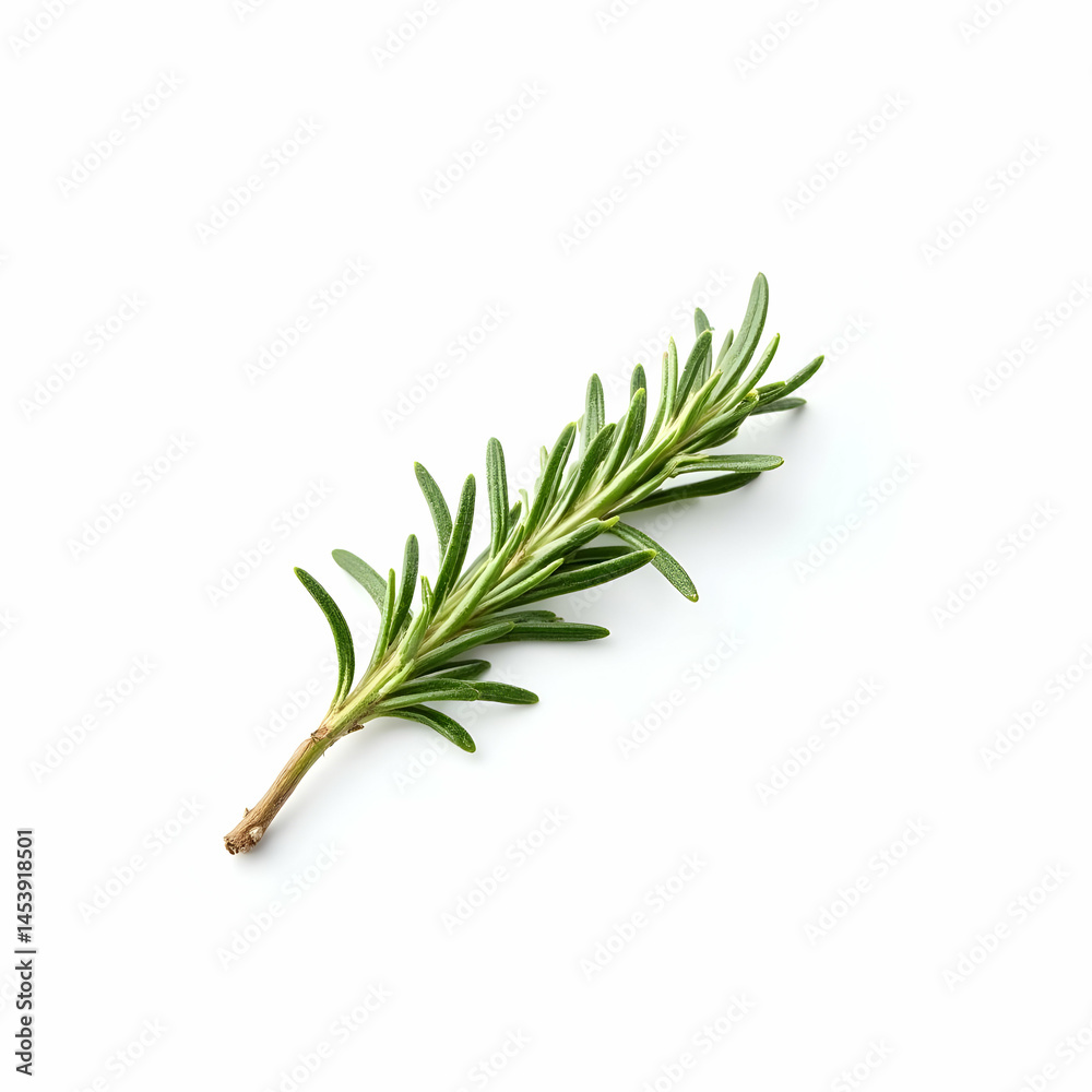 Fototapeta premium Fresh Green Rosemary Herb on White Background for Culinary Use